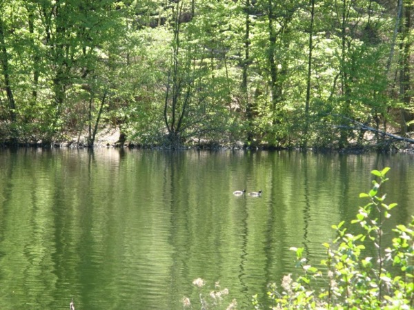 Natur i Vesterlund