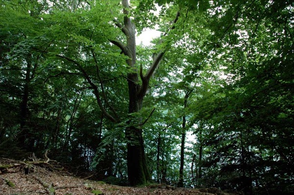 Natur i Vesterlund