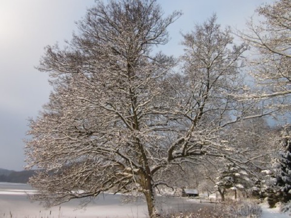Natur i Vesterlund